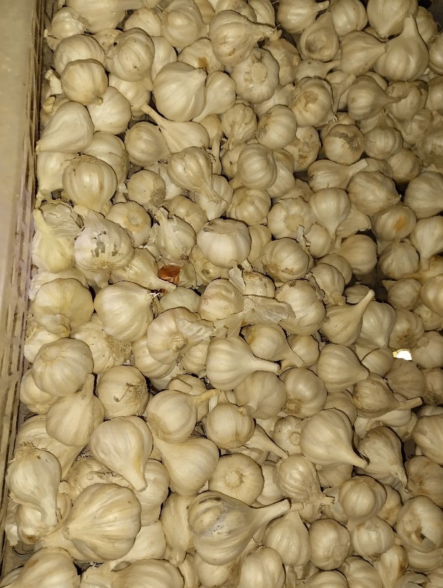 đ§ āĻĻā§āĻļāĻŋ āϰāϏā§āύ (Fresh Local Garlic)