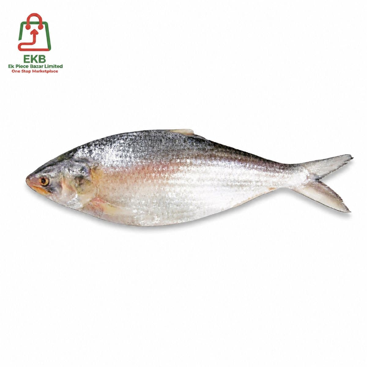 Hilsha Fresh Local Captured (500-599 gm)