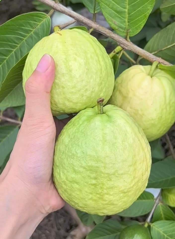 đ āĻā§āϰāĻžāĻŽā§āϝ āĻĒāĻŖā§āϝ â āϤāĻžāĻāĻž āĻĻā§āĻļāĻŋ āĻĒā§ā§āĻžāϰāĻž đ