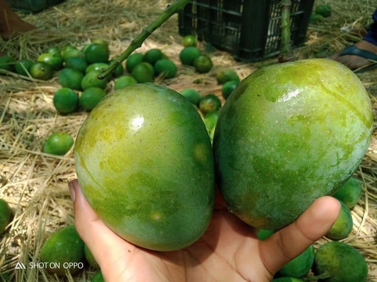 গোপালভোগ আম