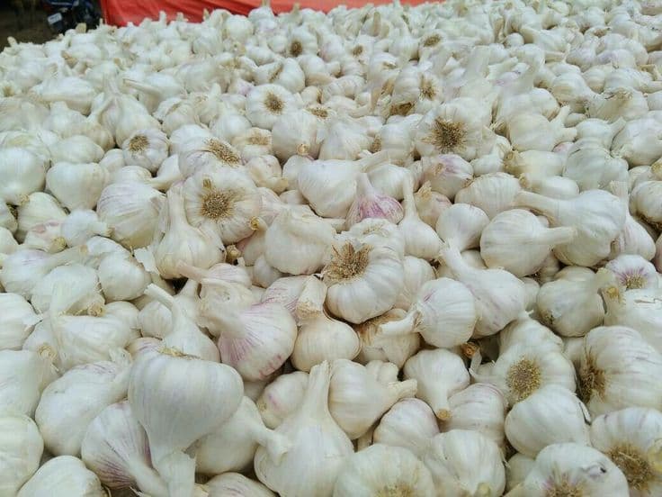 রসুন